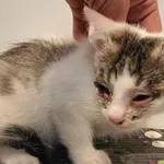 Kot do adopcji