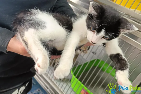 Kot do adopcji, Racławice, 23 lipca 2026 (3/5)