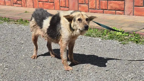Pies do adopcji, Ropczyce, 29 lipca 2026