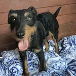 Pies do adopcji
