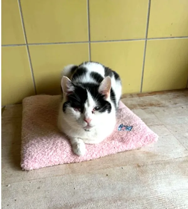 Kot do adopcji, Wrocław, 5 lutego 2026