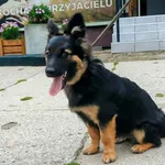 Znaleziono psa