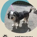 Znaleziono psa