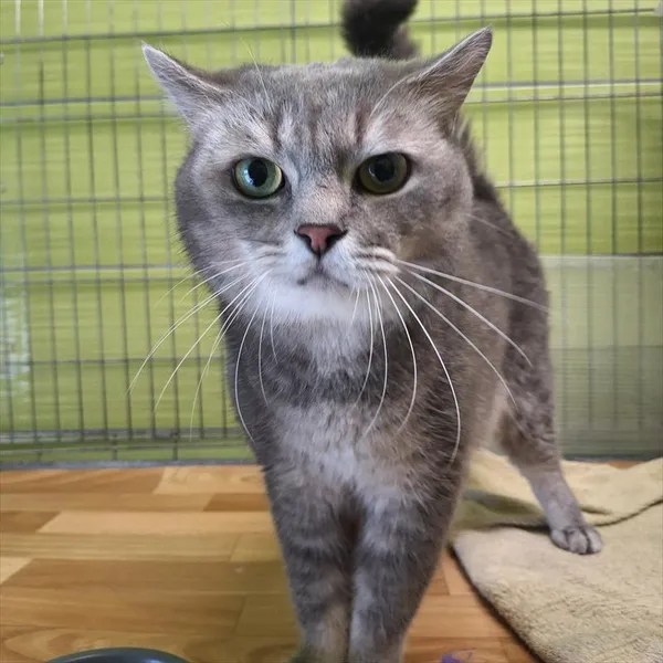 Kot do adopcji, Racibórz, 20 lipca 2026