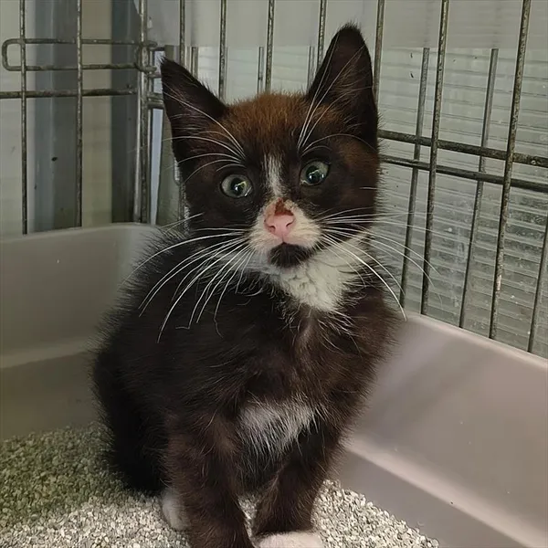 Kot do adopcji, Racibórz, 17 lipca 2026
