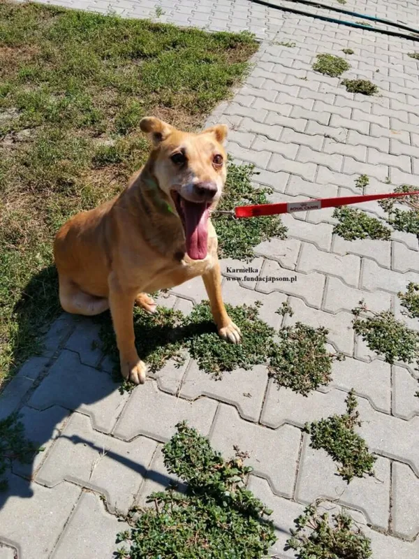 Pies do adopcji, Nowy Dwór Mazowiecki, 31 lipca 2026 (4/5)