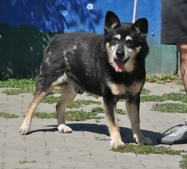 Pies do adopcji, Nowy Dwór Mazowiecki, 31 lipca 2026 (1/5)