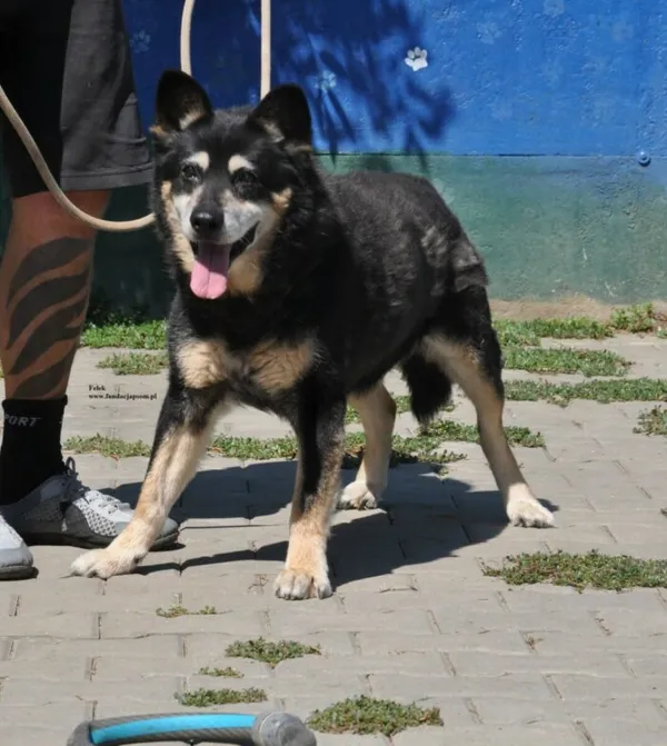 Pies do adopcji, Nowy Dwór Mazowiecki, 31 lipca 2026 (2/5)