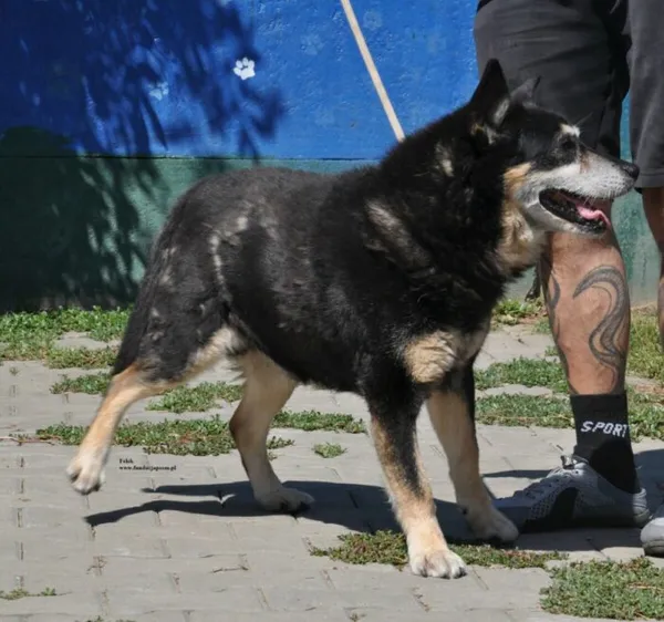 Pies do adopcji, Nowy Dwór Mazowiecki, 31 lipca 2026 (3/5)