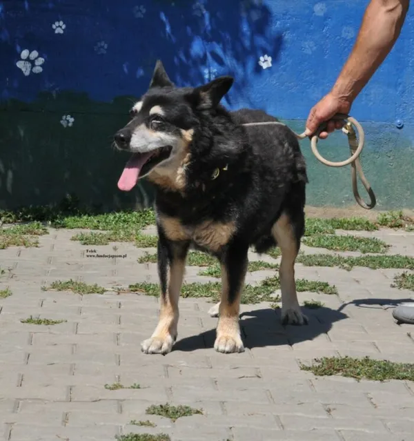 Pies do adopcji, Nowy Dwór Mazowiecki, 31 lipca 2026 (4/5)