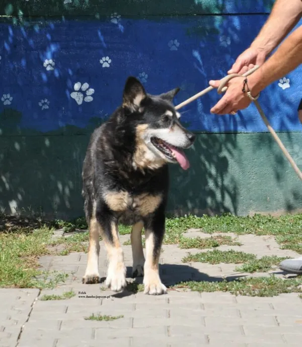 Pies do adopcji, Nowy Dwór Mazowiecki, 31 lipca 2026 (5/5)