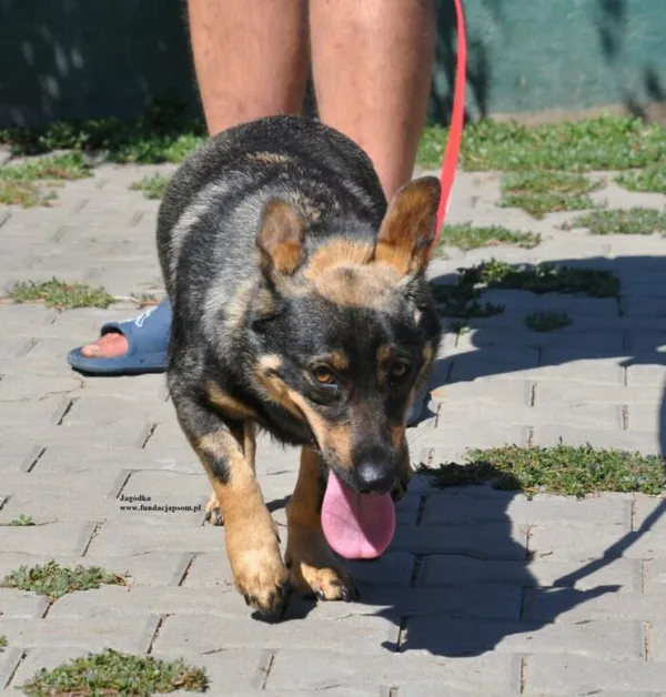 Pies do adopcji, Nowy Dwór Mazowiecki, 31 lipca 2026 (1/5)