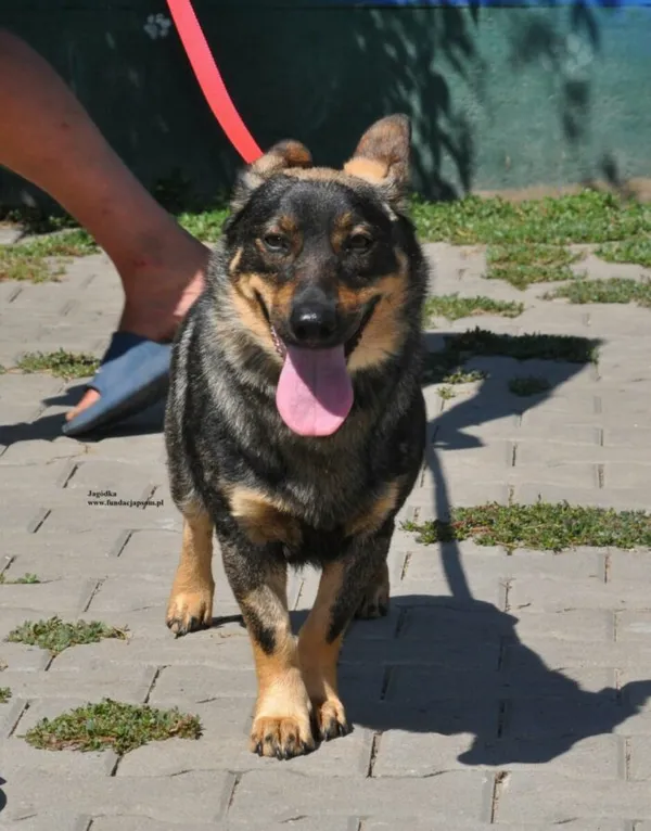 Pies do adopcji, Nowy Dwór Mazowiecki, 31 lipca 2026 (2/5)