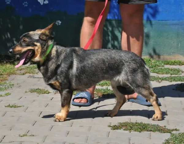 Pies do adopcji, Nowy Dwór Mazowiecki, 31 lipca 2026 (4/5)