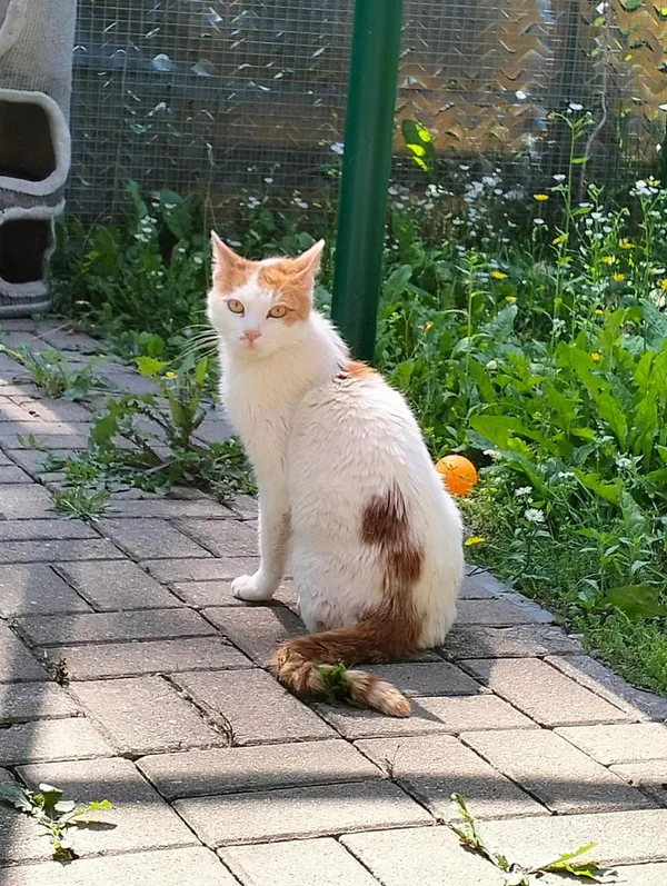 Kot do adopcji, Tychy, 8 lipca 2026