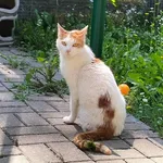 Kot do adopcji