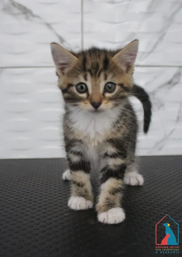 Kot do adopcji, Grudziądz, 15 lipca 2026