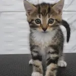 Kot do adopcji