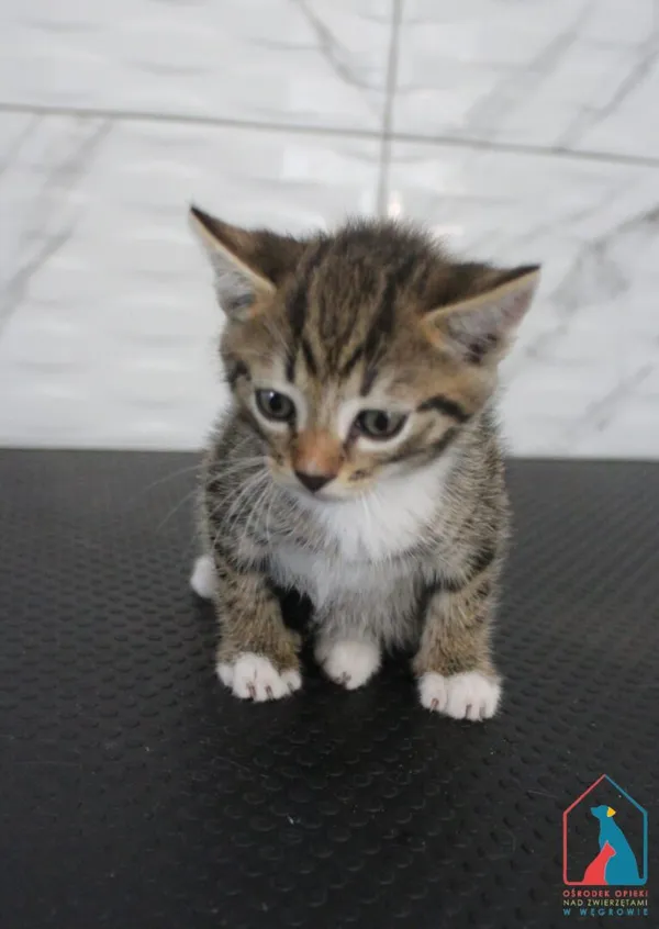 Kot do adopcji, Grudziądz, 15 lipca 2026