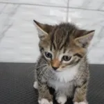 Kot do adopcji