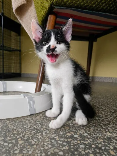 Kot do adopcji, Oborniki, 27 lipca 2026 (1/3)