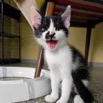 Kot do adopcji