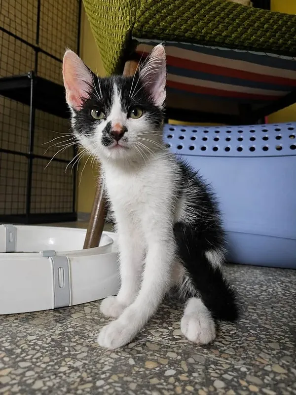 Kot do adopcji, Oborniki, 27 lipca 2026 (3/3)
