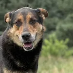 Pies do adopcji