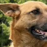 Pies do adopcji