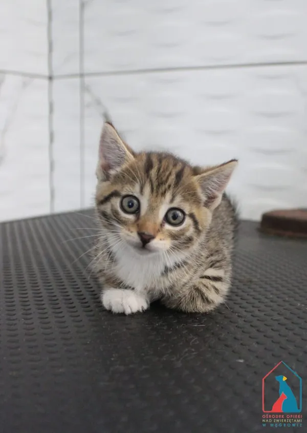 Kot do adopcji, Grudziądz, 15 lipca 2026