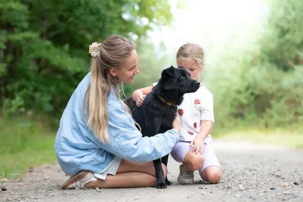 Pies do adopcji, Nowodwór, 29 lipca 2026 (1/5)