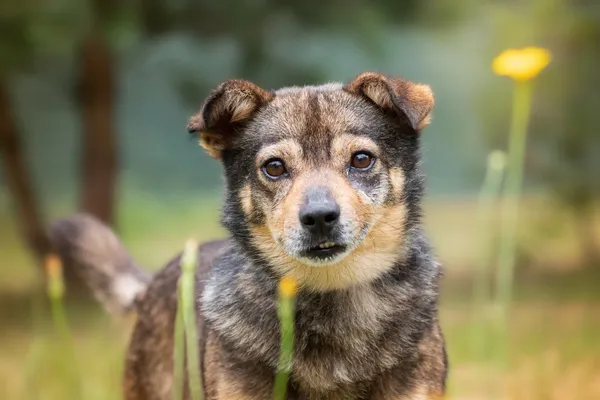 Pies do adopcji, Nowodwór, 29 lipca 2026 (1/5)