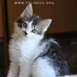 Kot do adopcji