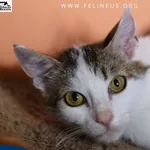 Kot do adopcji