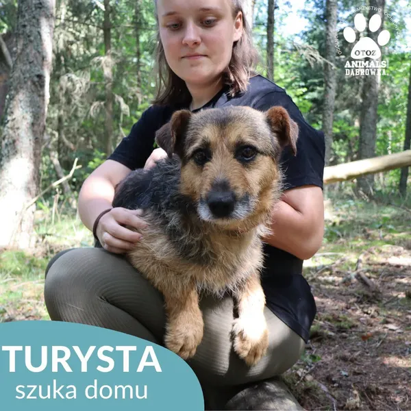 Pies do adopcji, Dąbrówka, 3 sierpnia 2026 (1/5)