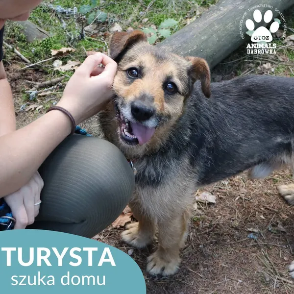 Pies do adopcji, Dąbrówka, 3 sierpnia 2026 (2/5)