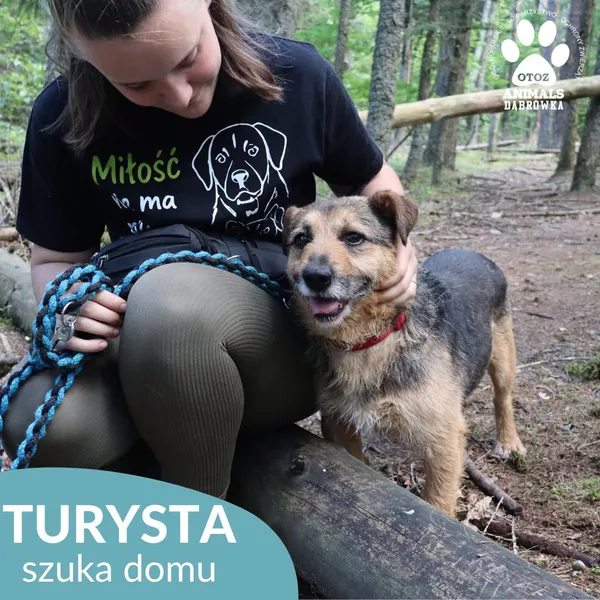 Pies do adopcji, Dąbrówka, 3 sierpnia 2026 (4/5)