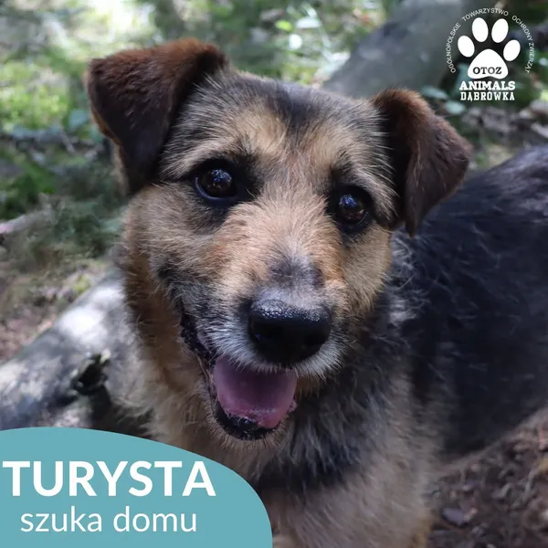 Pies do adopcji, Dąbrówka, 3 sierpnia 2026 (5/5)