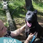 Pies do adopcji