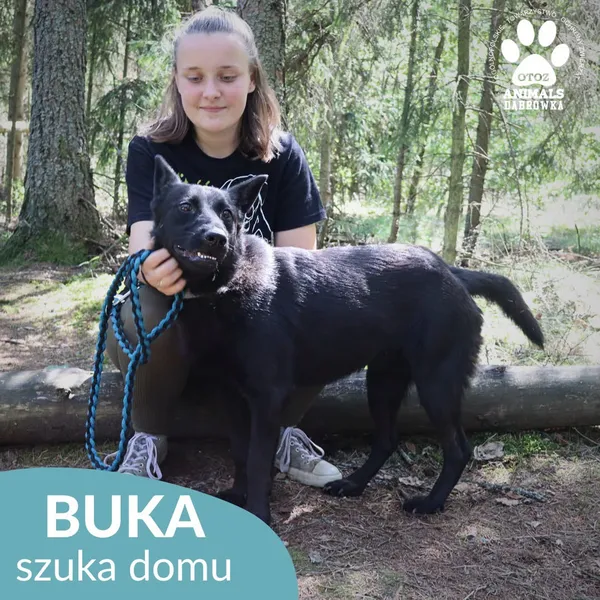 Pies do adopcji, Dąbrówka, 31 lipca 2026 (2/5)