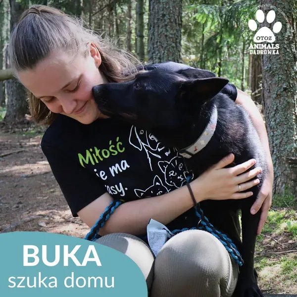 Pies do adopcji, Dąbrówka, 31 lipca 2026 (3/5)