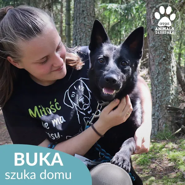 Pies do adopcji, Dąbrówka, 31 lipca 2026 (4/5)