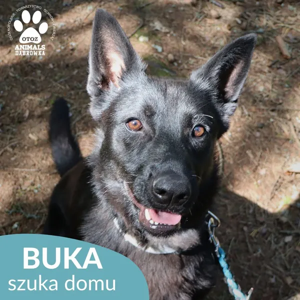 Pies do adopcji, Dąbrówka, 31 lipca 2026 (5/5)