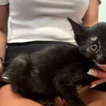 Kot do adopcji