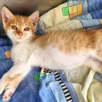 Kot do adopcji