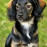 Pies do adopcji