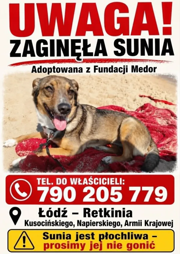 Zaginął pies, Łódź, 3 sierpnia 2026