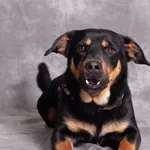 Pies do adopcji