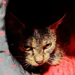 Kot do adopcji