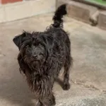 Pies do adopcji
